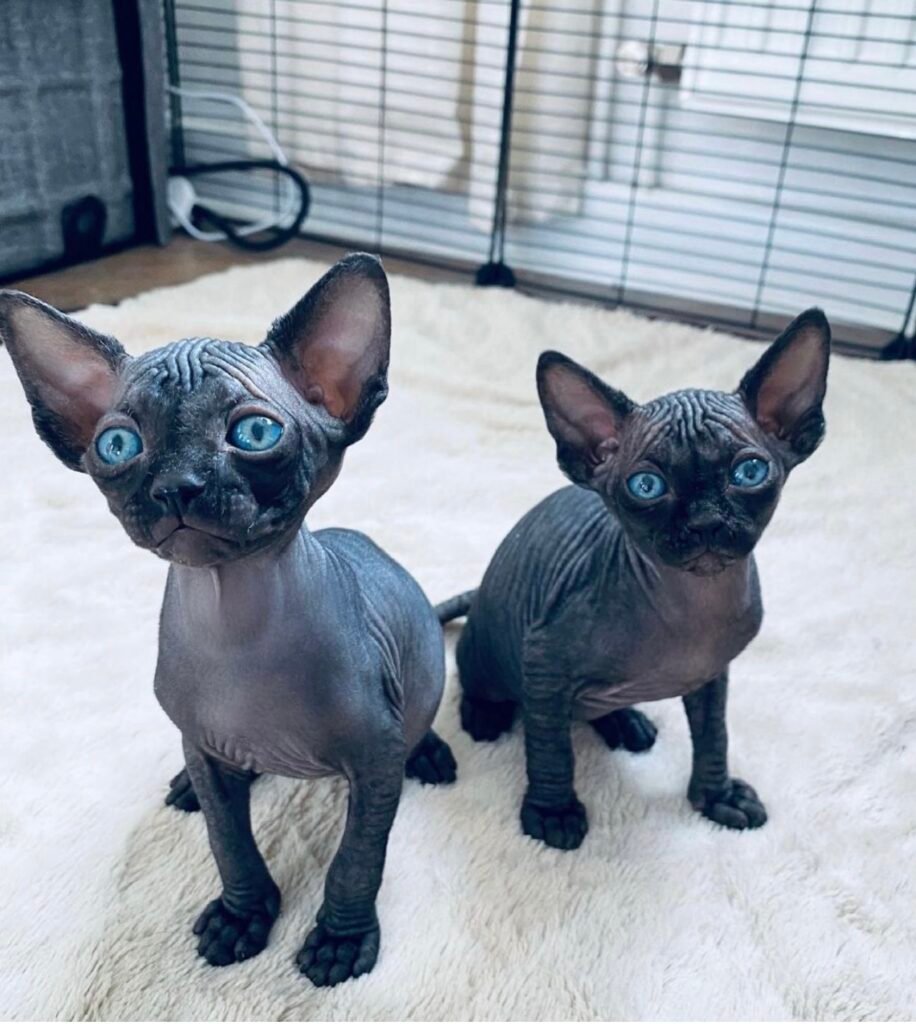 Sphynx Kitten