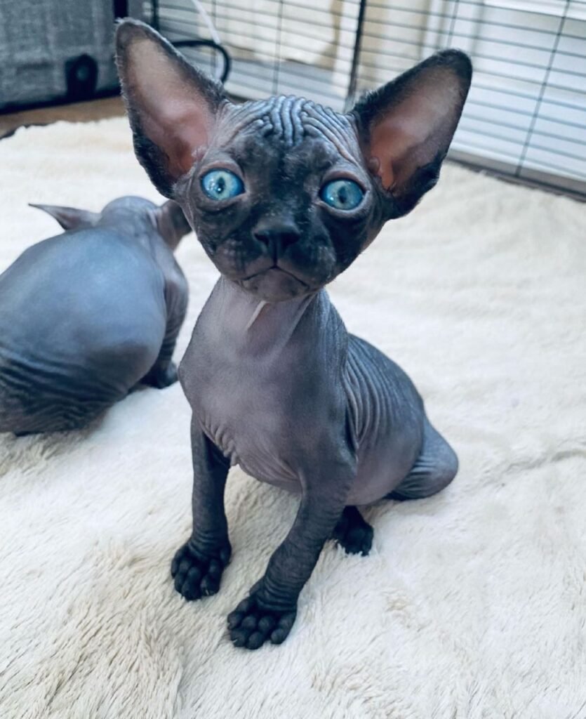 Sphynx Kitten