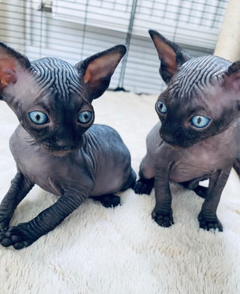 Sphynx Kittens