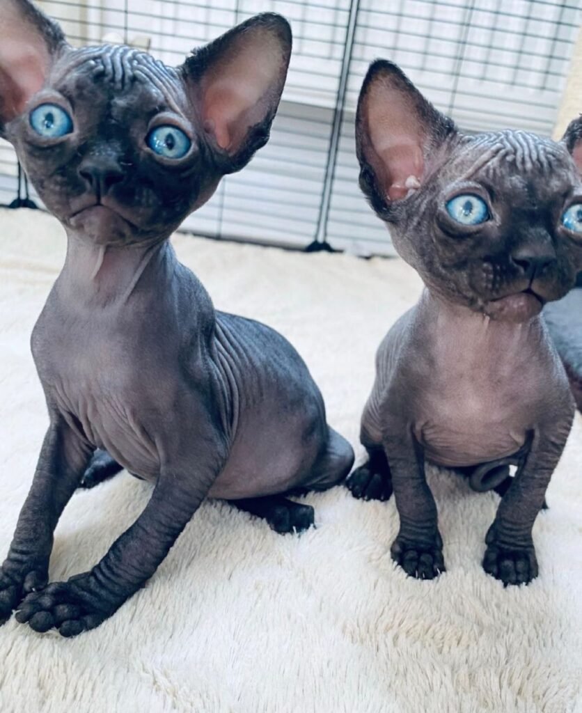 Sphynx Kitten